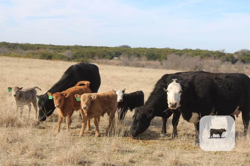 Cattle Range Listing Photo