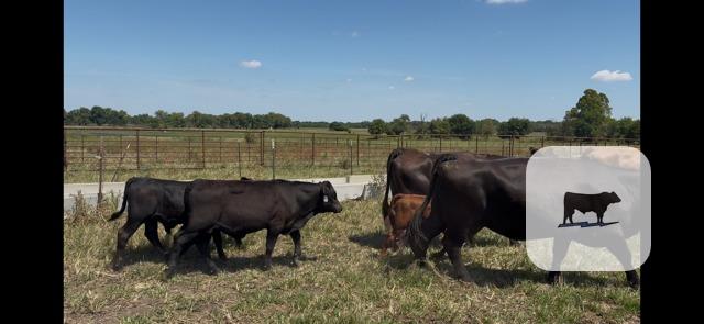 Cattle Range Listing Photo
