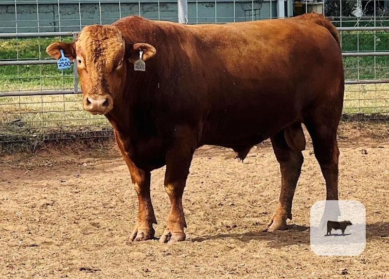 Cattle Range Listing Photo