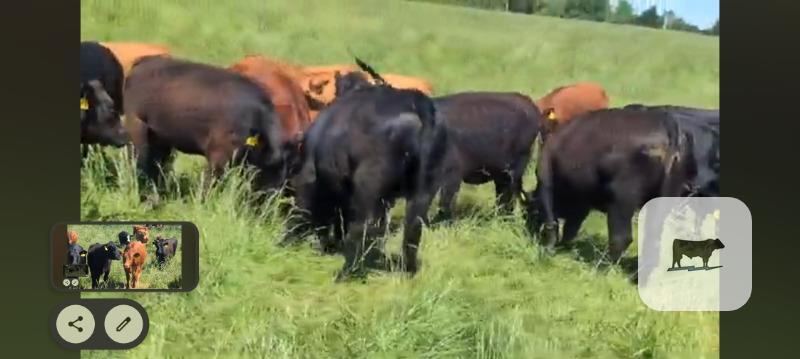 Cattle Range Listing Photo