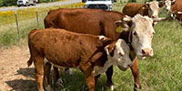 10 Reg. Hereford Pairs... N. Central TX