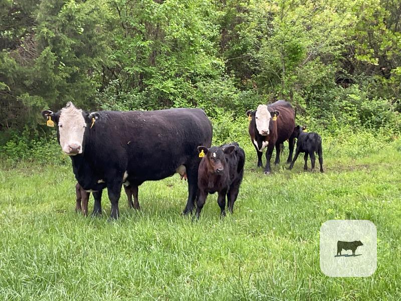 Cattle Range Listing Photo