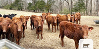 20 Salers & Salers Cross Rep. Heifers... Northeast AR