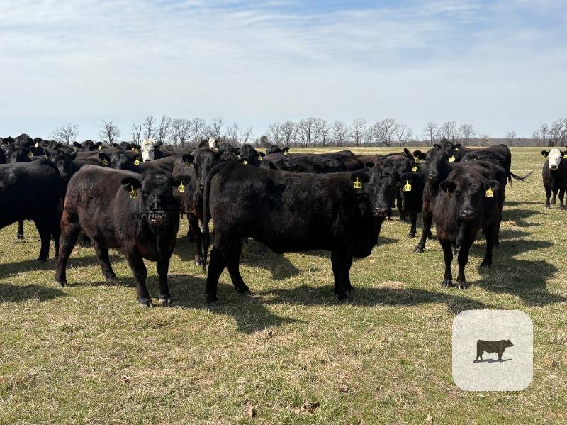 Cattle Range Listing Photo