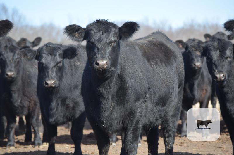 Cattle Range Listing Photo