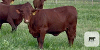 7 Santa Gertrudis Rep. Heifers... Central TX