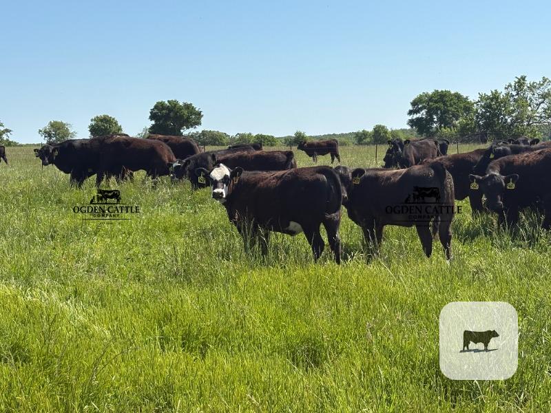 Cattle Range Listing Photo