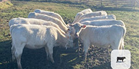 9 Charolais Rep. Heifers... N. Central TX