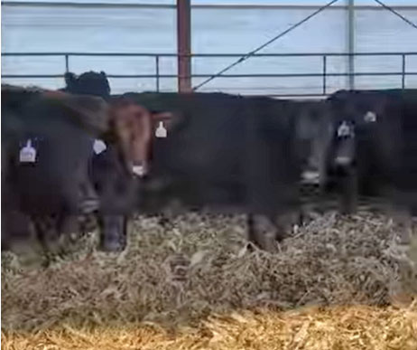 Cattle Range Listing Photo