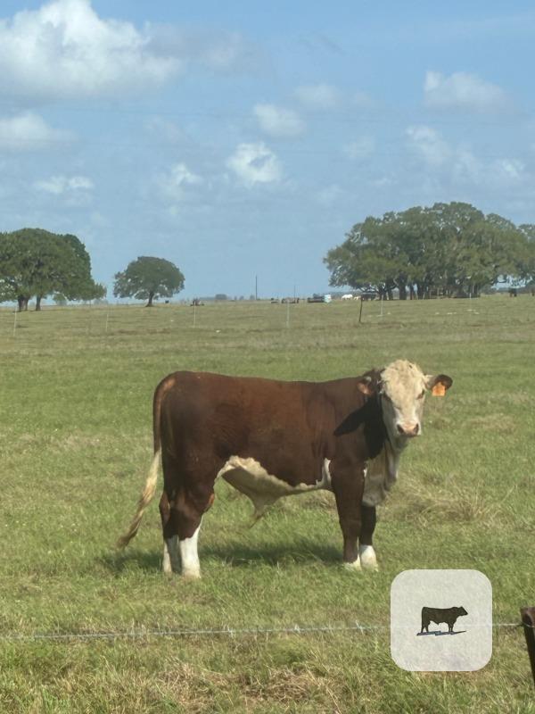 Cattle Range Listing Photo