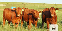 24 Red Angus Rep. Heifers... Central TX