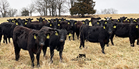 71 Angus & Black Baldy Rep. Heifers... Southwest MO