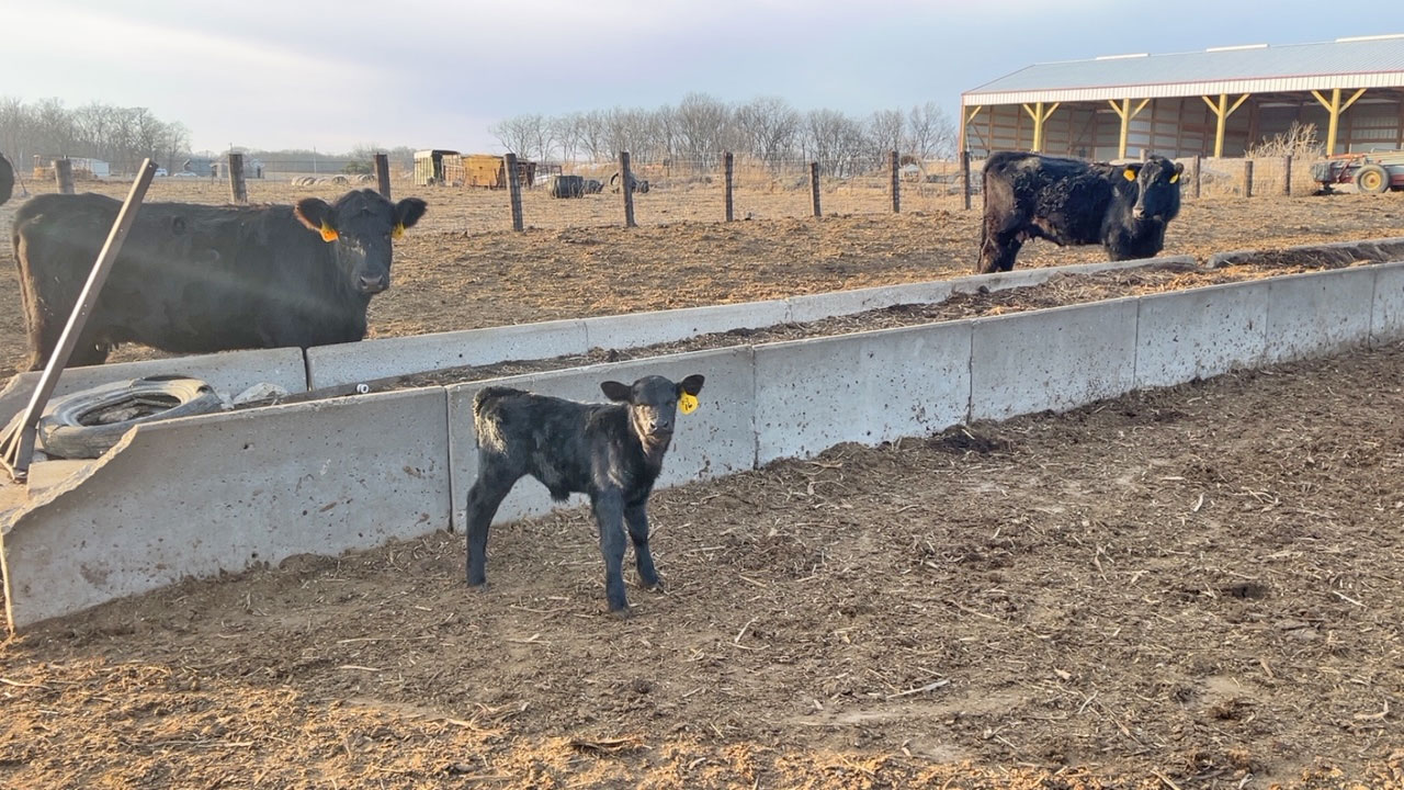 Cattle Range Listing Photo