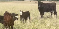 10 Angus 1st-Calf Pairs... Central TX