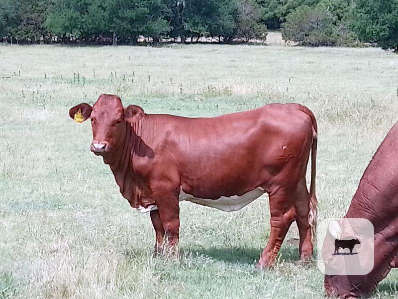 Cattle Range Listing Photo