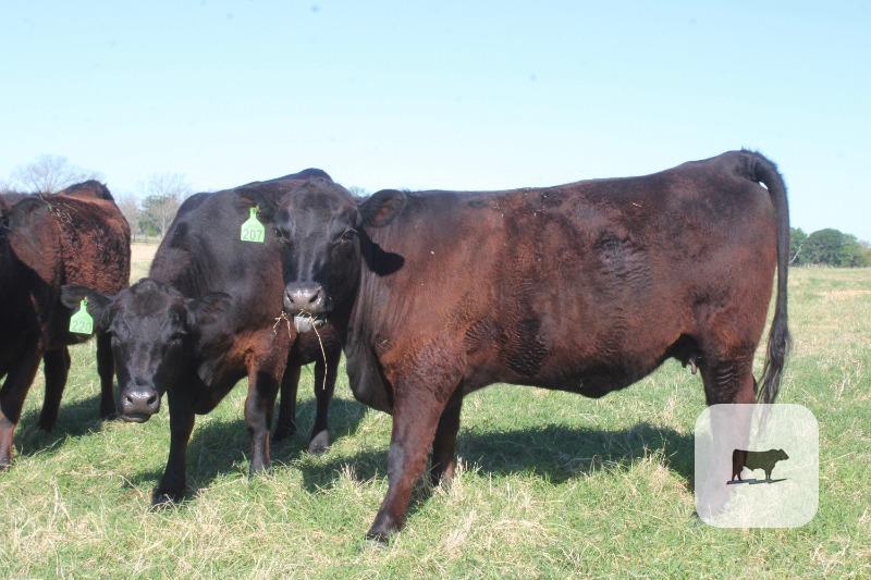 Cattle Range Listing Photo