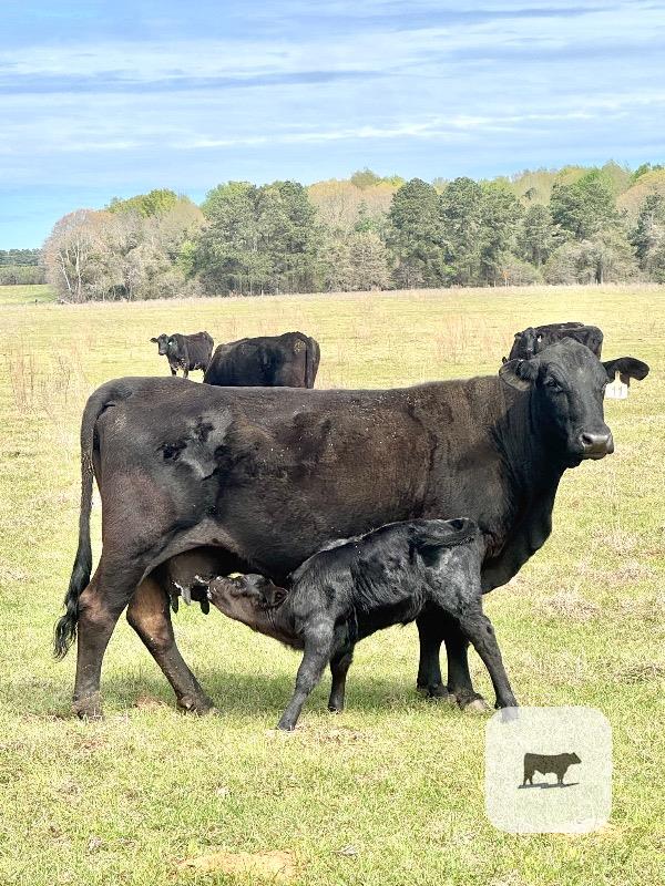 Cattle Range Listing Photo