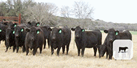 50 Angus Bred Heifers... Central TX