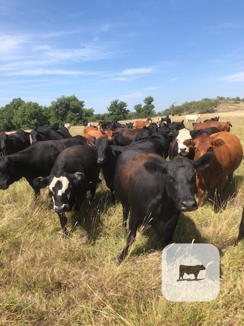 Cattle Range Listing Photo