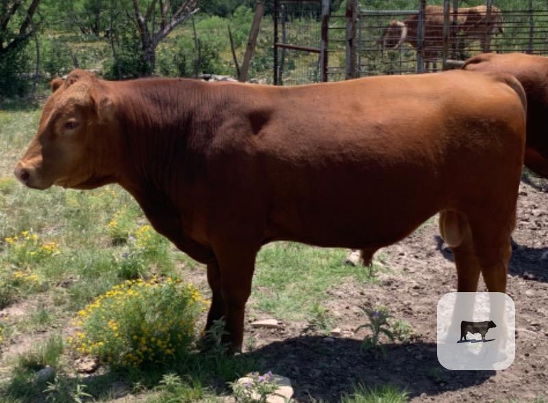 Cattle Range Listing Photo
