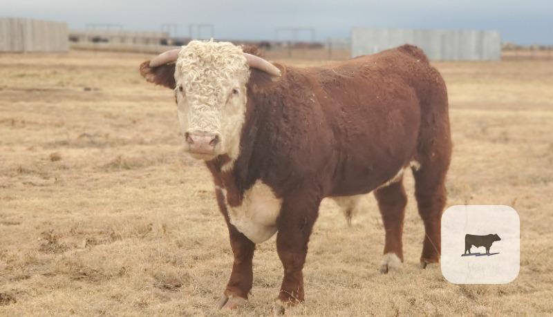 Cattle Range Listing Photo