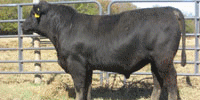 40 Reg. Angus Bulls... E. Central OK
