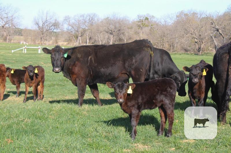 Cattle Range Listing Photo