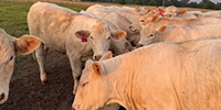 25 Charolais Rep. Heifers... Southeast OK