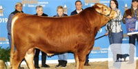 100 Reg. Akaushi Semen Straws... Northeast TX