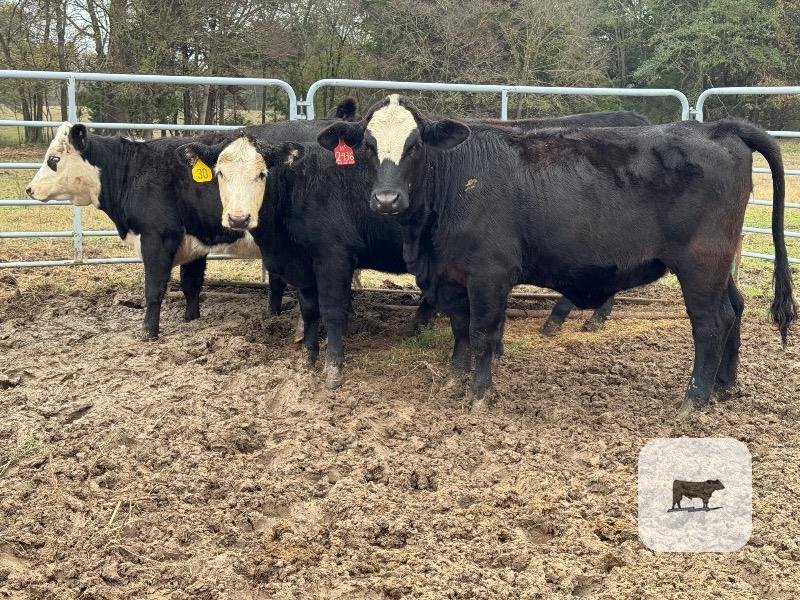 Cattle Range Listing Photo