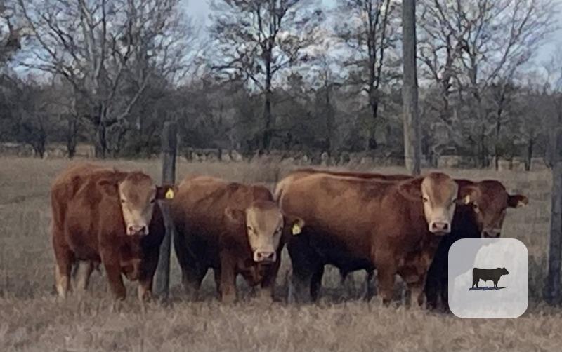 Cattle Range Listing Photo