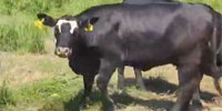 100 Angus, SimAngus, Red Angus & Charolais Cows... Southwest MO