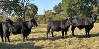 7 Brangus Bred Heifers... Central TX