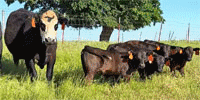 5 Angus 1st-Calf Pairs... N. Central OK