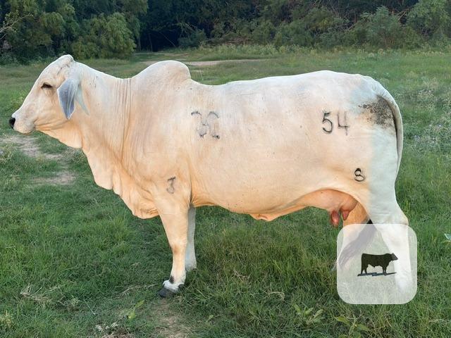 Cattle Range Listing Photo