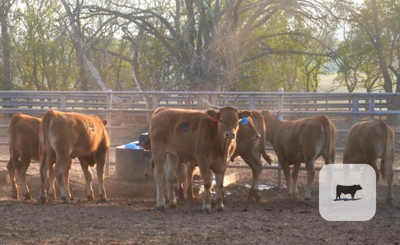 Cattle Range Listing Photo
