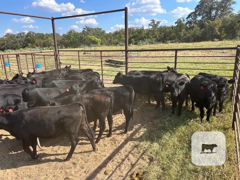 Cattle Range Listing Photo