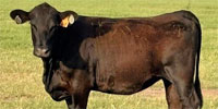 11 Reg. Simmental Bred Heifers... Central TX