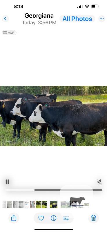 Cattle Range Listing Photo