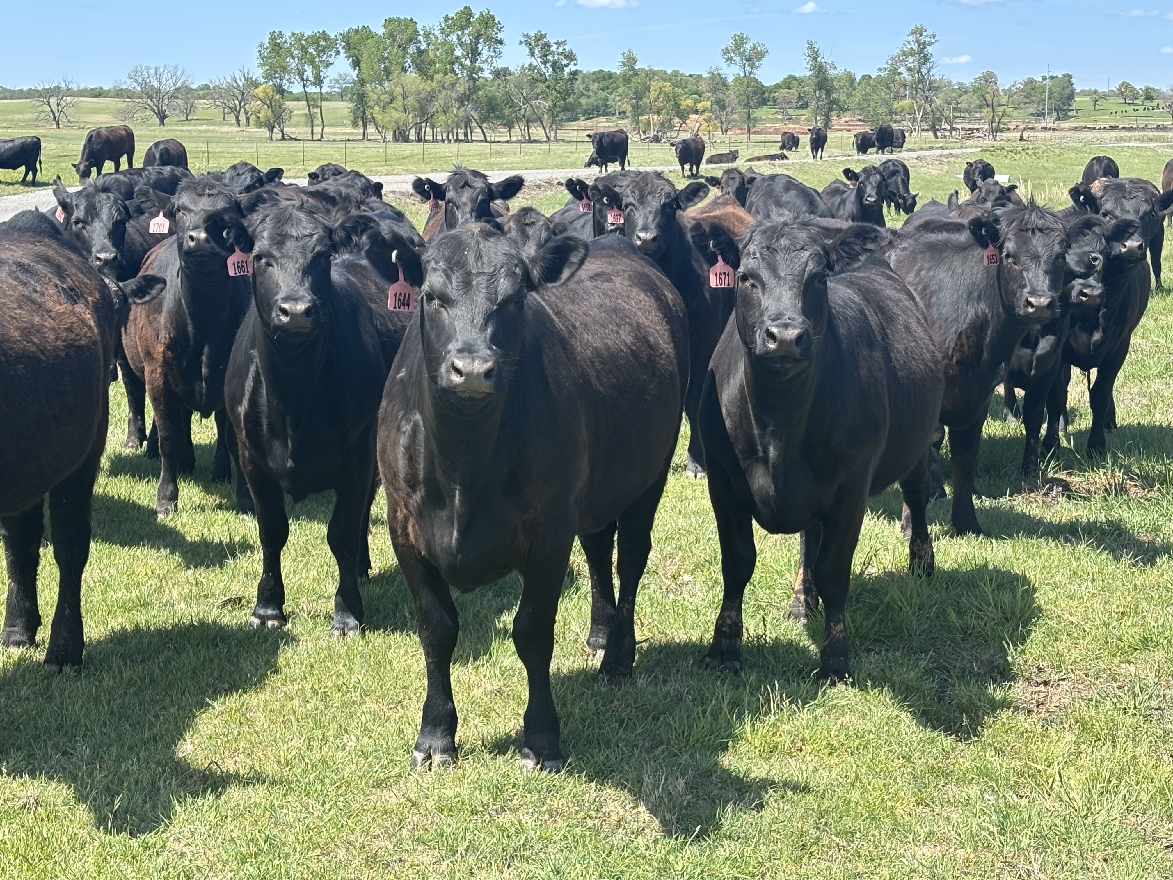 Cattle Range Listing Photo