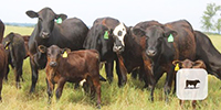 34 Angus Plus & BWF 1st-Calf Pairs... Central TX