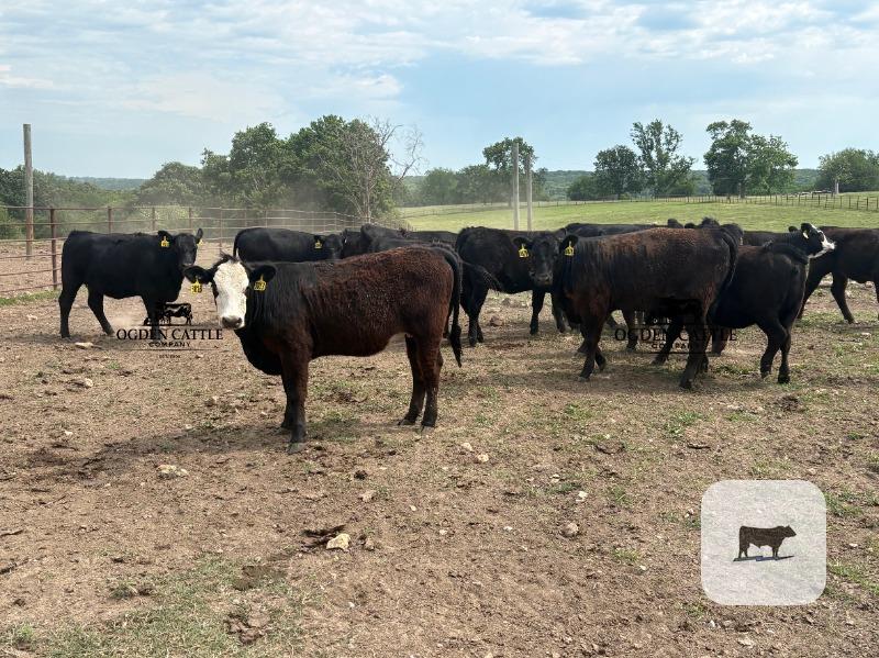 Cattle Range Listing Photo
