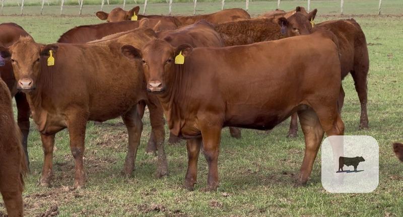 Cattle Range Listing Photo