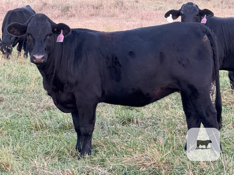 Cattle Range Listing Photo