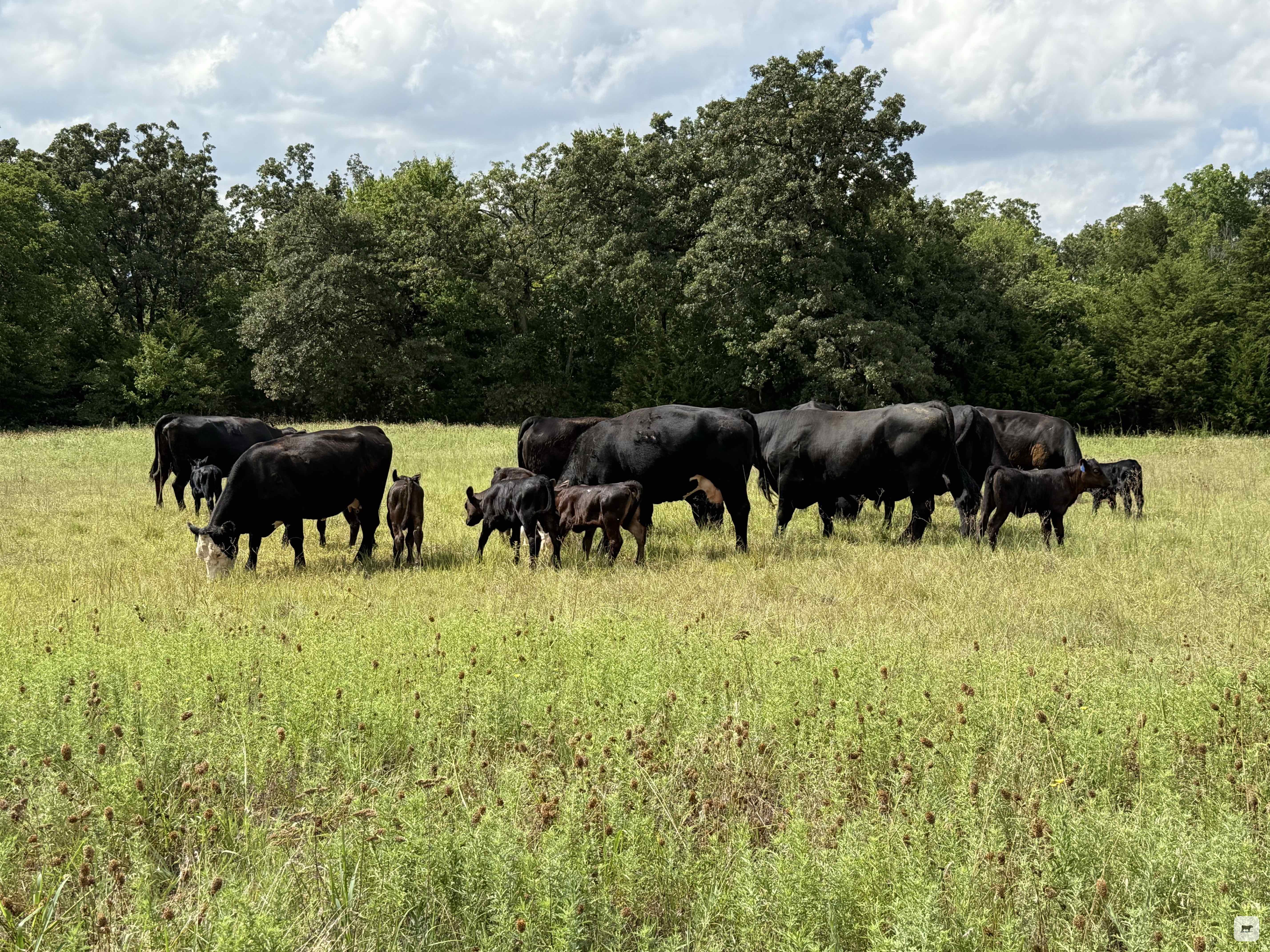Cattle Range Listing Photo