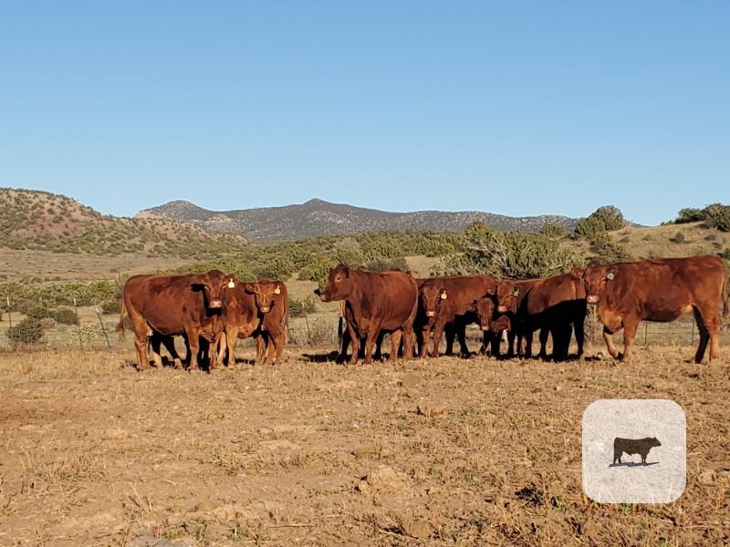 Cattle Range Listing Photo 2