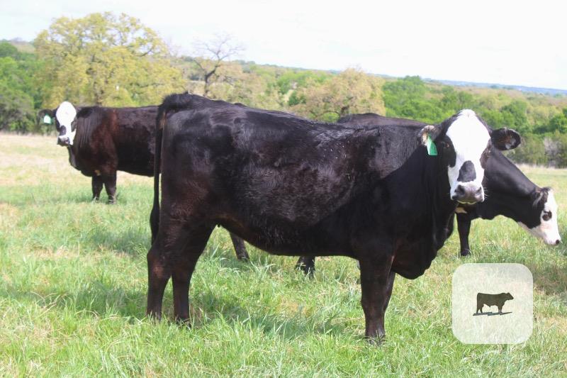 Cattle Range Listing Photo