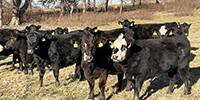 40 Angus & BWF Cows... Southwest MO