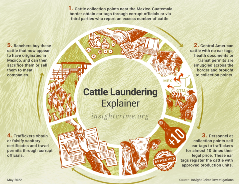 Screwworm Scare Highlights Ongoing Cattle Trafficking Loopholes in Southern Mexico