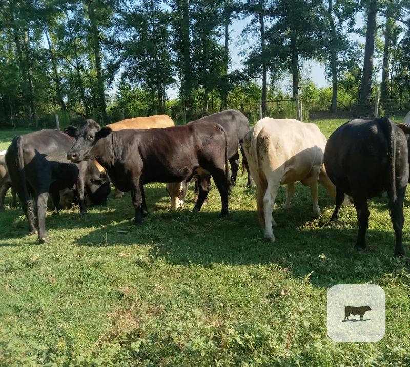 Cattle Range Listing Photo